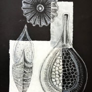 Radiolaria_SVO_Roznov-3