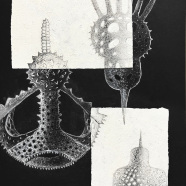 Radiolaria_SVO_Roznov-4