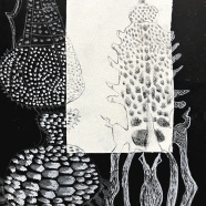 Radiolaria_SVO_Roznov-8